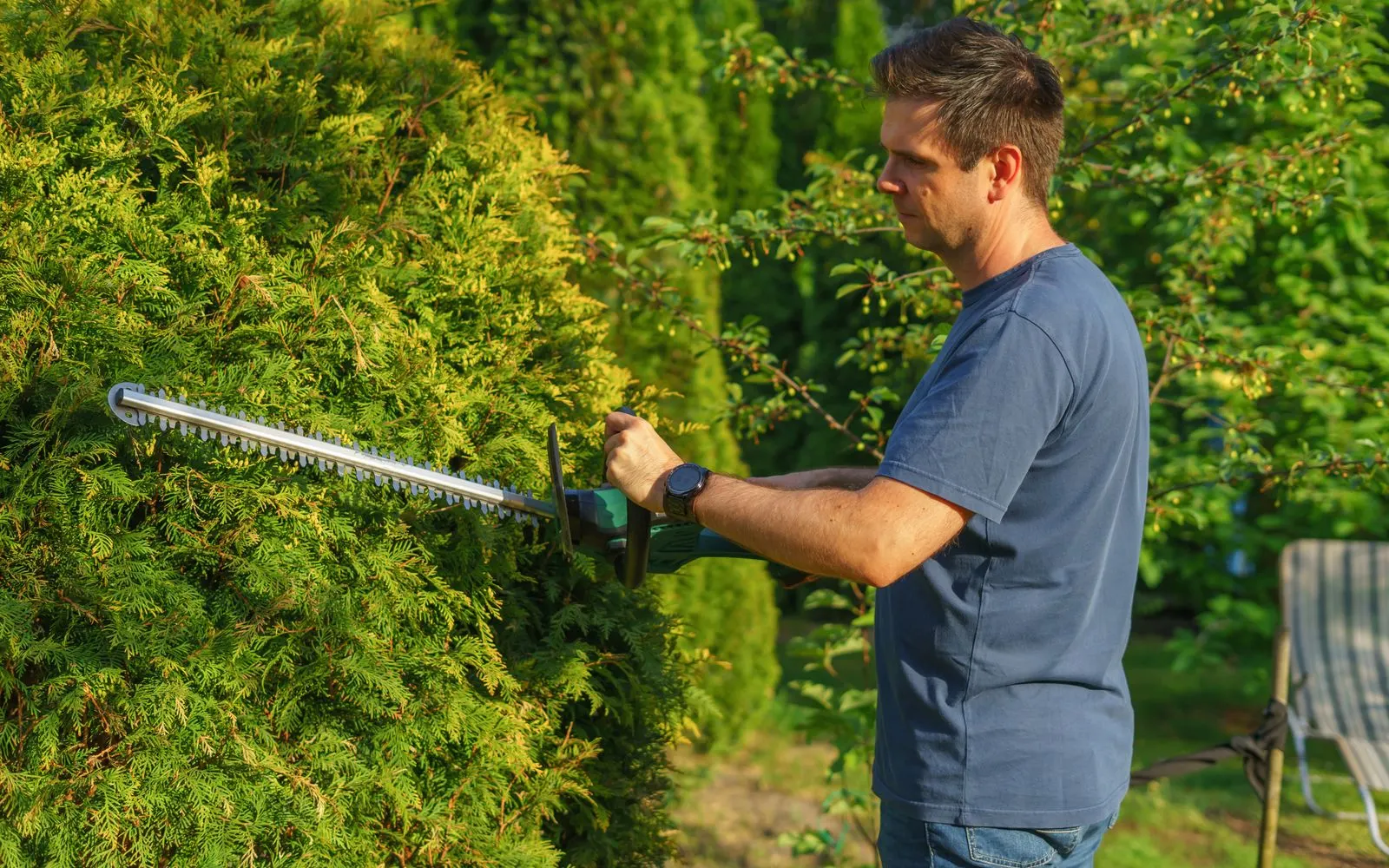 Jardinier taillant une haie de conifères avec un taille-haie électrique au soleil couchant