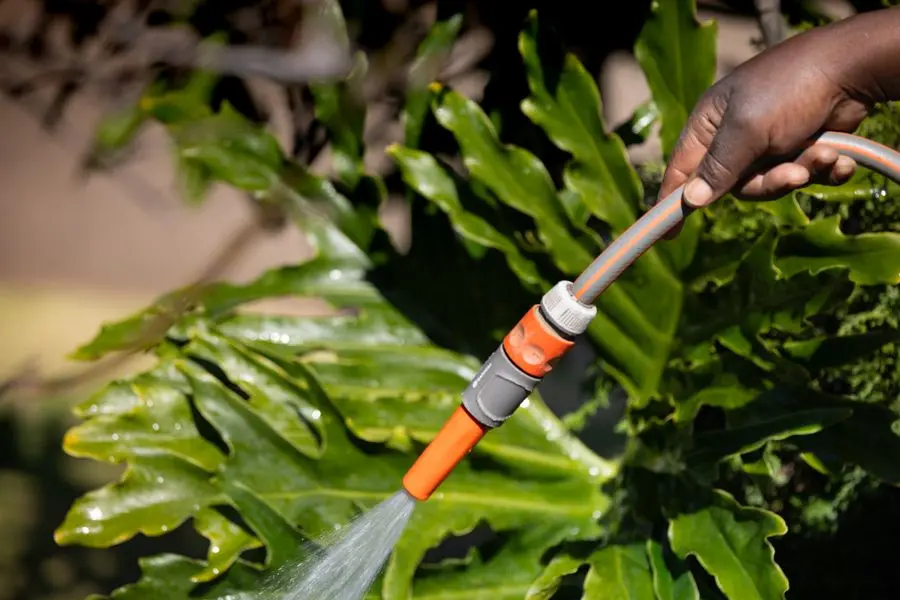 Main arrosant des feuilles vertes avec un tuyau d'arrosage sous le soleil